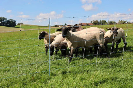 Ako products sheep netting Titan Premium Vario 122 cm x 50m single spike