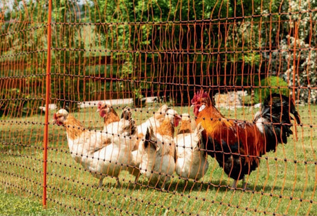Ako products chicken wire 106cm 50m single pin orange