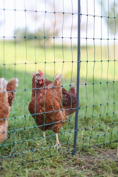 Ako poultry net premium, electrifiable, 50m, 2