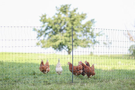 Ako poultry net premium non-electrifiable 50m