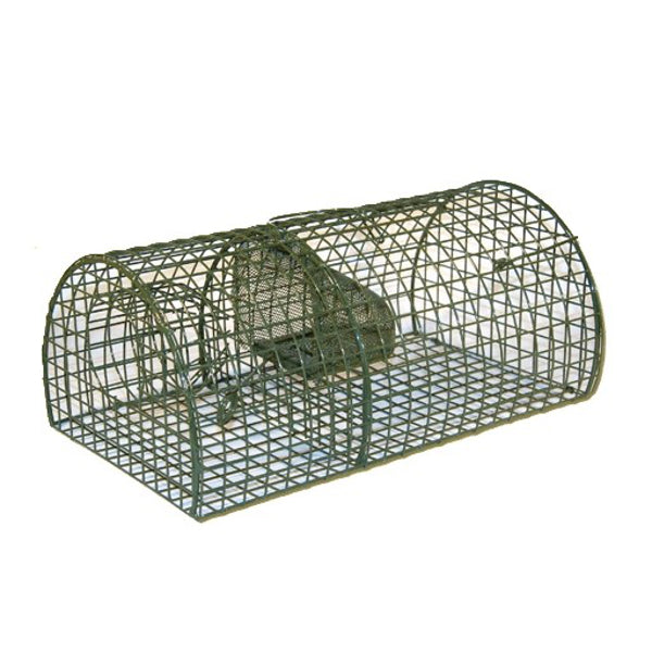 Ngk rat vaooi hemisphere
