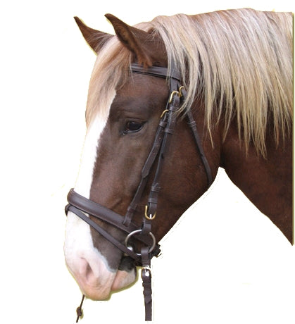 Products bridle cold-blooded brown