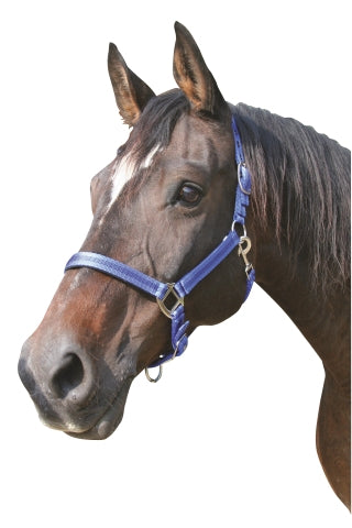 Abi Products Mustang halter 2x adj blue-black 1 pony