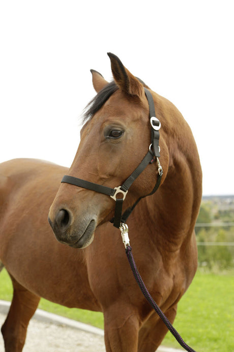 Abi products hippo halter black 0 shetland