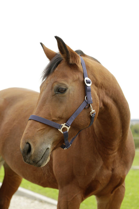 Abi products hippo halter marine 00 foal mini shetland