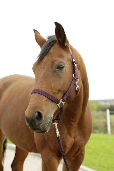 Abi products hippo halter eggplant 1 pony