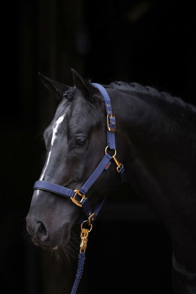 Abi products topline halter blue 2 cob