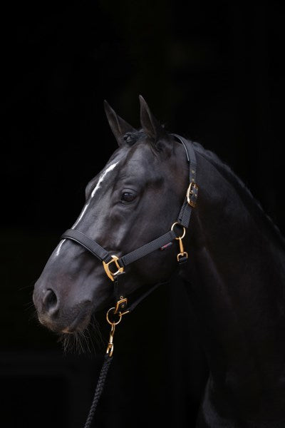 Abi products topline halter black 2 cob