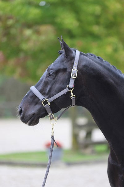 Abi Products classy halter foal/Shetland grey