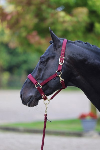 Abi products classy halter foal Shetland Merlot red