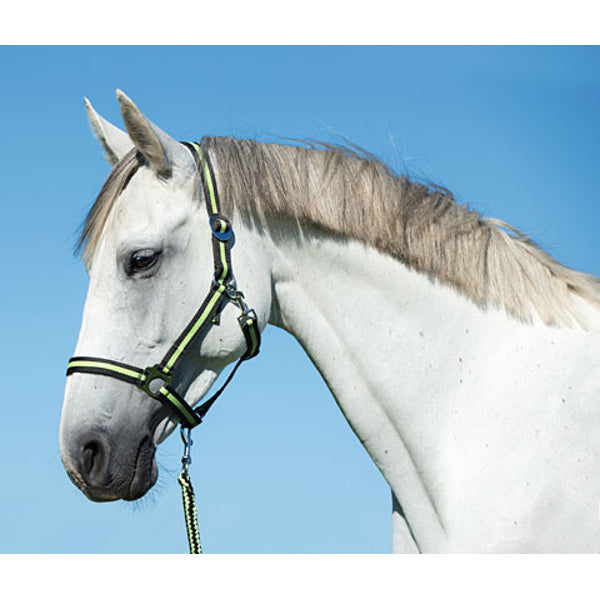 Abi products hippo halter anthra lemon 2 cob