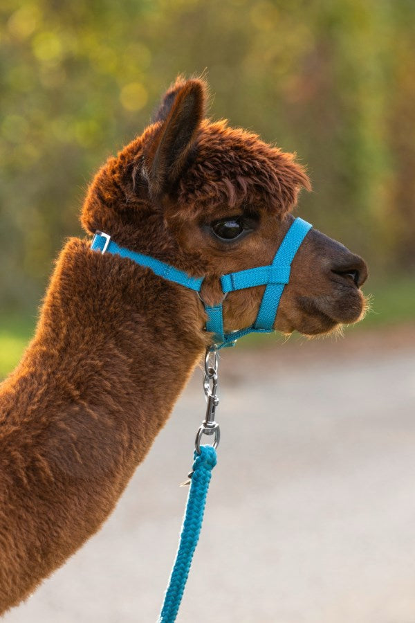 Alpaca Halter blo 2