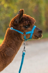 Alpaca Halter blo 2