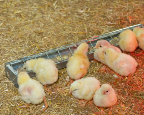 Products chick feeder galvanized 50 x 7cm