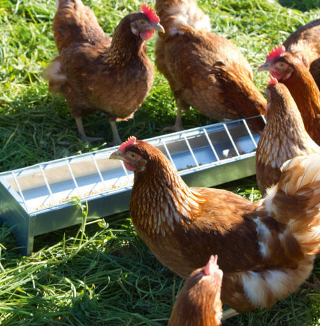 Products chicken feeder galvanized l100 x w13 x h15cm