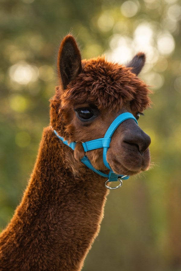 Alpaca Halter blo 2