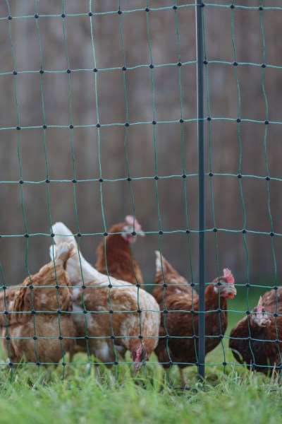 Ako poultry net premium non-electrifiable 50m double spike