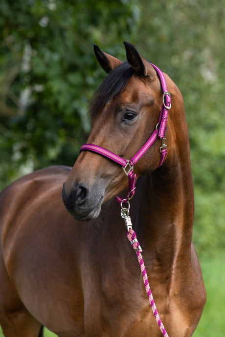 Abi products halter rope mustang karabiner 200cm bramble