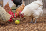 Snack ball for chickens %c3%b8 75 cm yellow