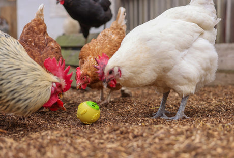 Products snack ball for chickens 7.5 cm yellow