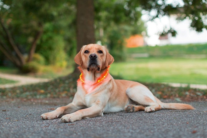 Kerbl maxi safe led collar yellow length 55 cm