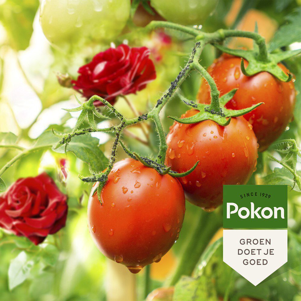 Pokon products bio against insects spray 800ml polysect gyo spray