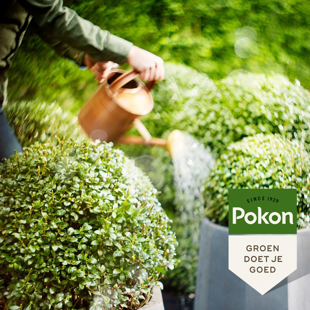 Pokon bio boxwood ilex food 500 ml