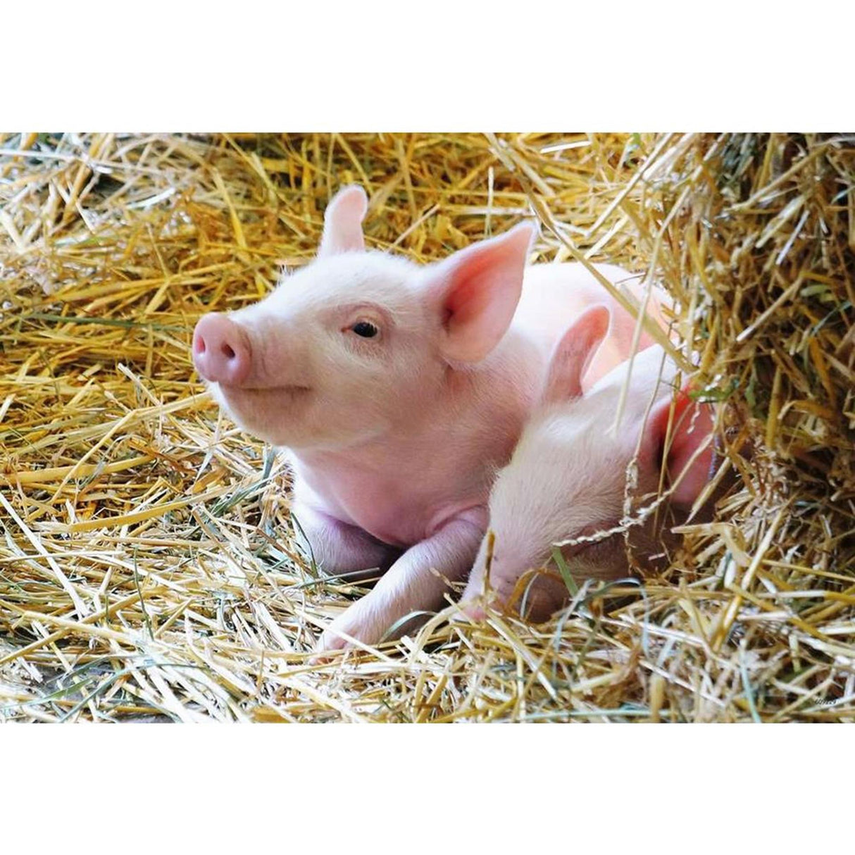 Ravensburger puzzle farm animals 2x12 pieces