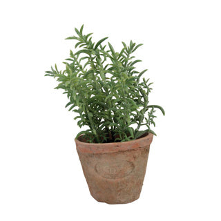 Esschert design thyme in aged terracotta pot | 3 pieces
