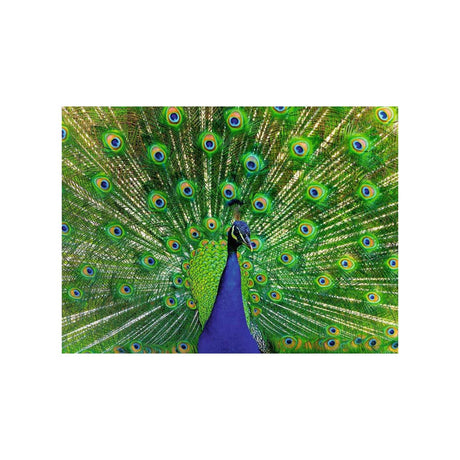 Ravensburger Puzzle Peacock 500 Stéck