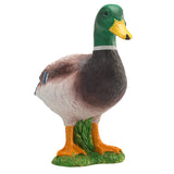 Mojo Akerland wollt Duck 387127