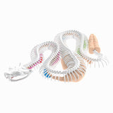 Dissect-it dissects a rattlesnake mega gift box