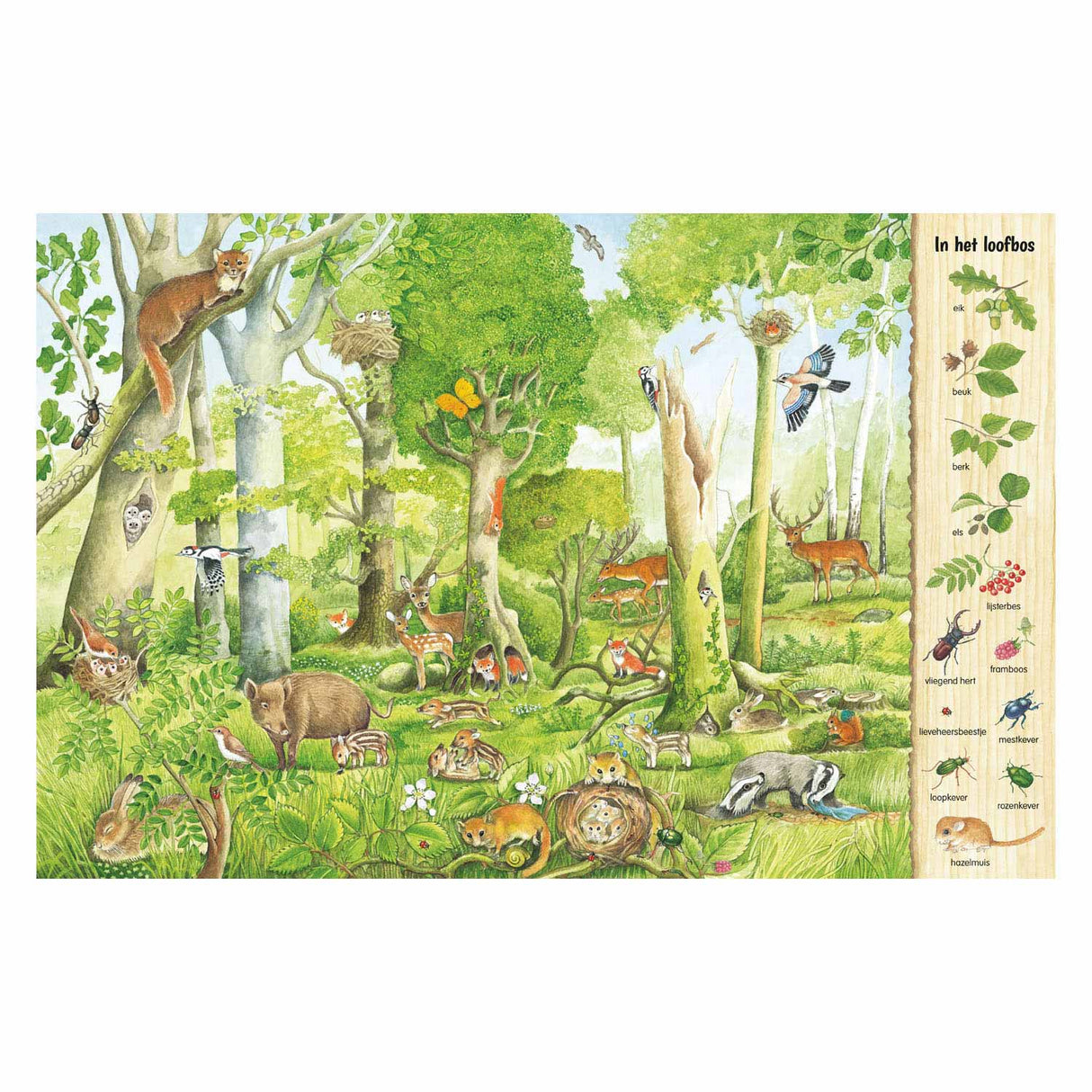 Il libro di ricerca e ricerca di Delta - nella foresta
