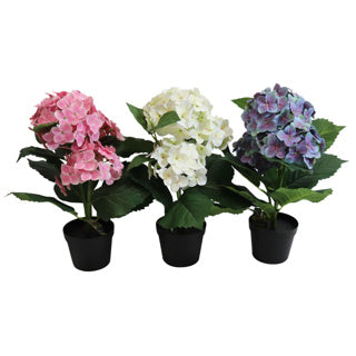 Hortensia i kruka 40 cm | 4 stycken