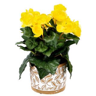 No brand lonec olea cilinder rjav 11 cm | 6 kosov
