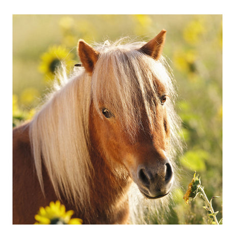 Ravensburger puzzle cute ponies - 3x49 pieces - children's puzzle
