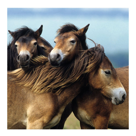 Ravensburger puzzle cute ponies - 3x49 pieces - children's puzzle