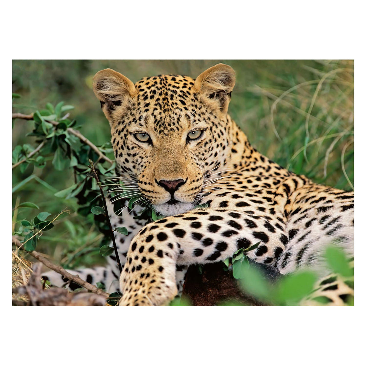 Ravensburger - Puzzle Leopard 100.. Xxl