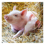 Ravensburger - Farm animals Line puzzle 2x12 pieces