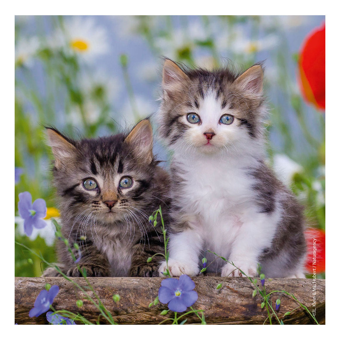 Ravensburger jigsaw puzzle young kittens, 3x49st.