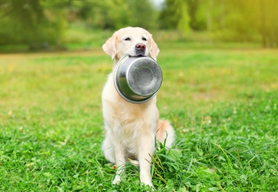 Happy pet stainless steel food bowl