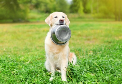 Happy Pet Food Bowl rostfritt stål