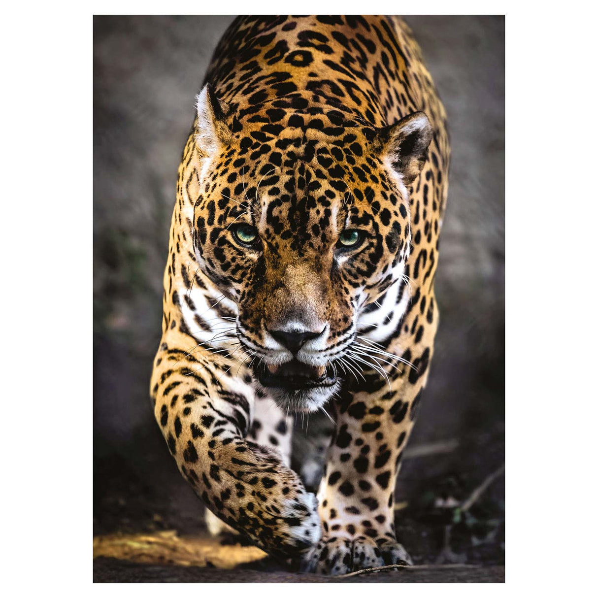 Clemenstoni Puzzle Jaguar, 1000st.