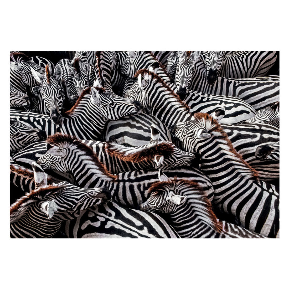 Clementi Jigsaw Puzzle National Geographics - Zebra, 1000st.