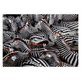 Clementoni Jigsaw Puzzle National Geographics - Zebra, 1000st.