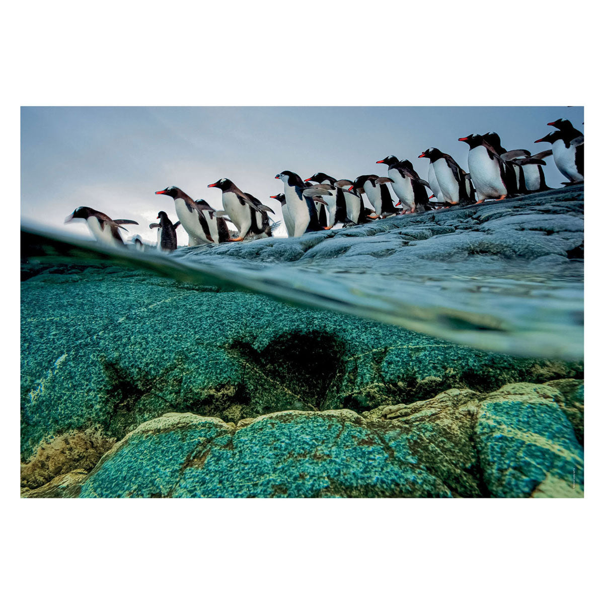 Clementi Jigsaw Puzzle National Geographics - Penguin, 1000st.