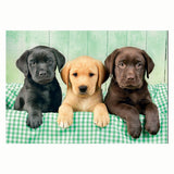 Clementoni jigsaw puzzle three labs, 1000 pcs.