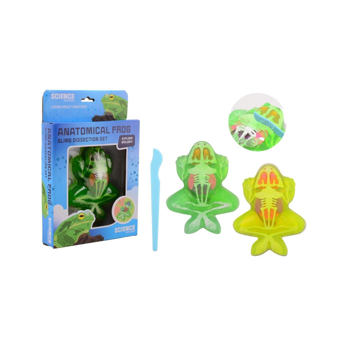 Johntoy science explorer frog anatomy slime