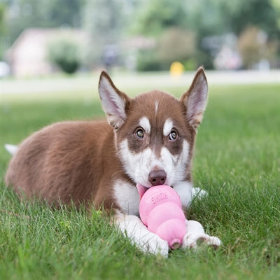 Kong Puppy rosa oder blo Assorti