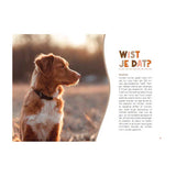 Lantern Publishers Handbook for Dog Owners